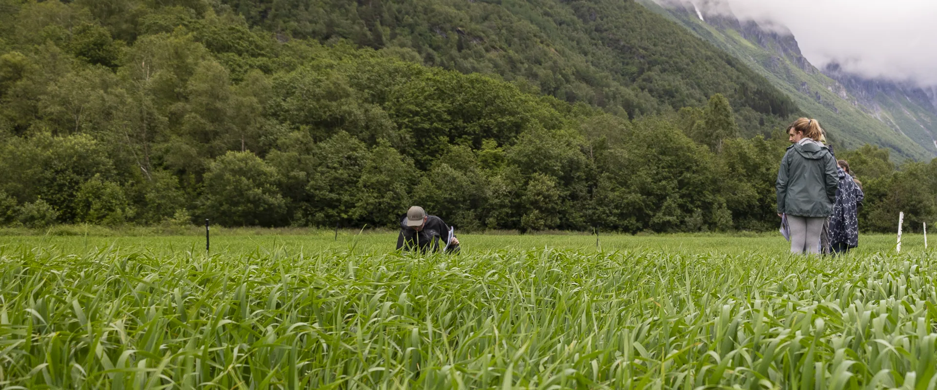 Norsøk (Norsk senter for økologisk landbruk) - økologisk kunnskap for landbruk og samfunn Norsøk (Norsk senter for økologisk landbruk) - økologisk kunnskap for landbruk og samfunn