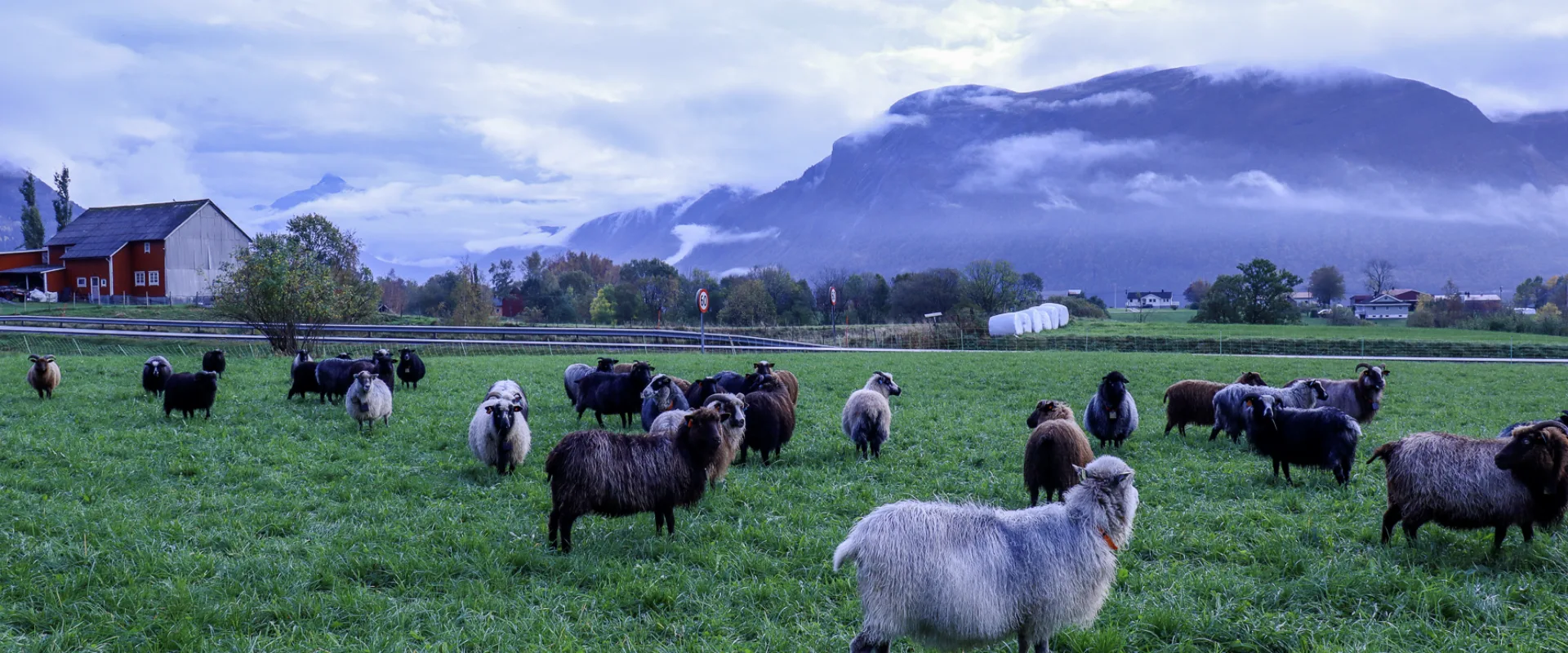 Norsøk (Norsk senter for økologisk landbruk) - økologisk kunnskap for landbruk og samfunn