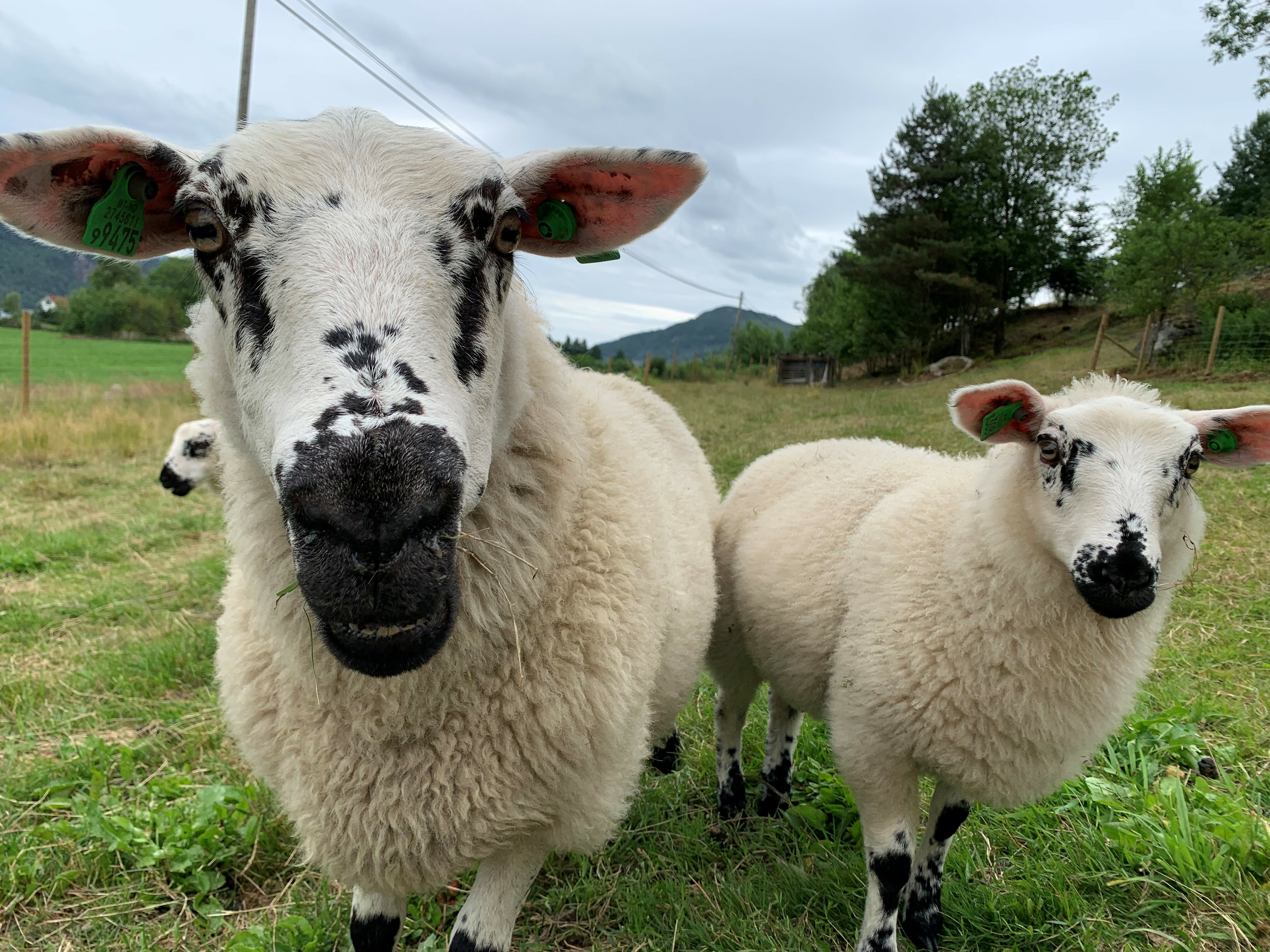 Forsiktig oppstart på Urheim med sauer på sommerbeite. (Foto: Privat)