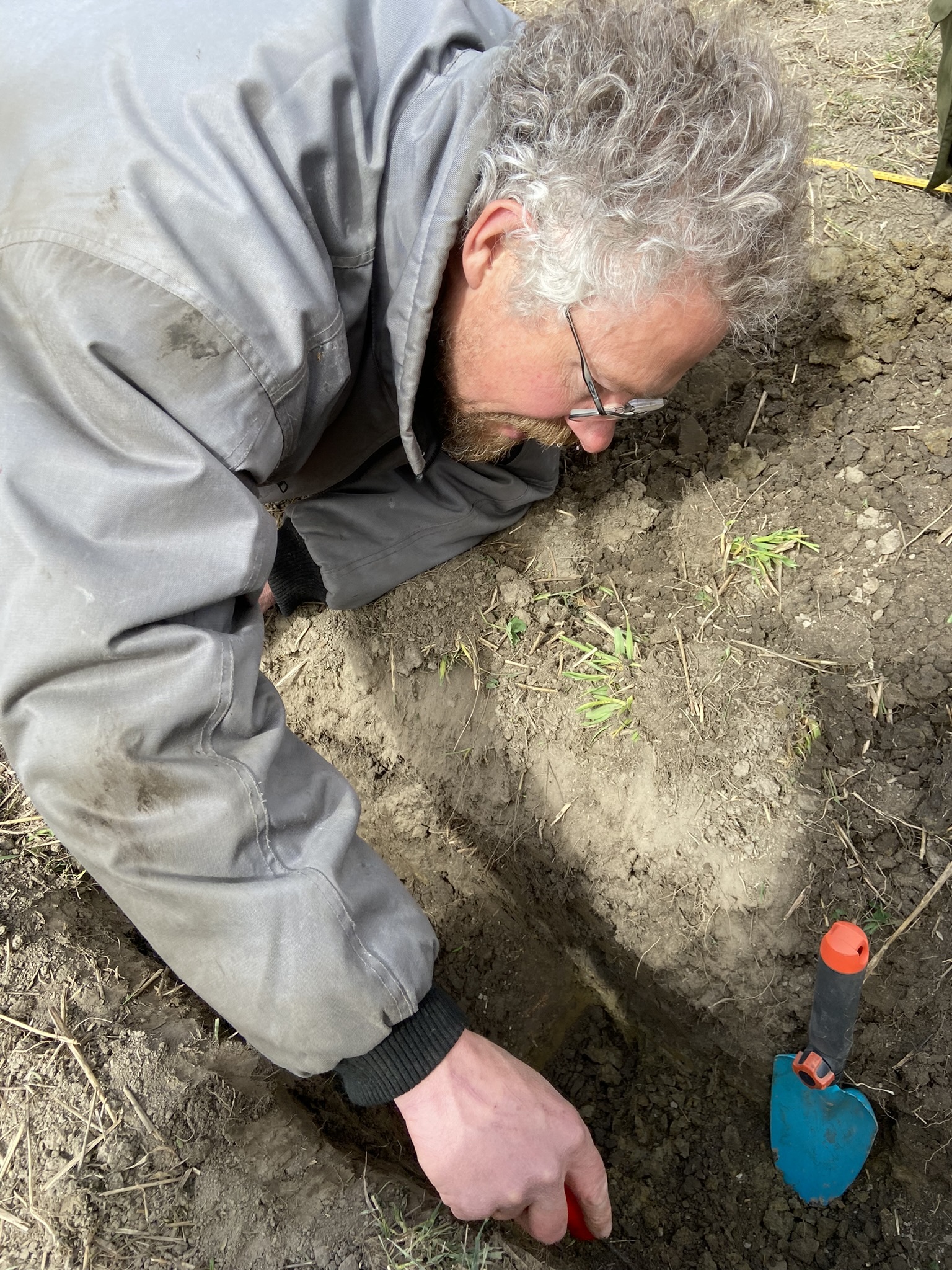 Vibhoda Holten, Sunn Jord undersøker jordstrukturen i forsøksfelt med bruk av Terra Biosa (Foto: Sissel Hansen)