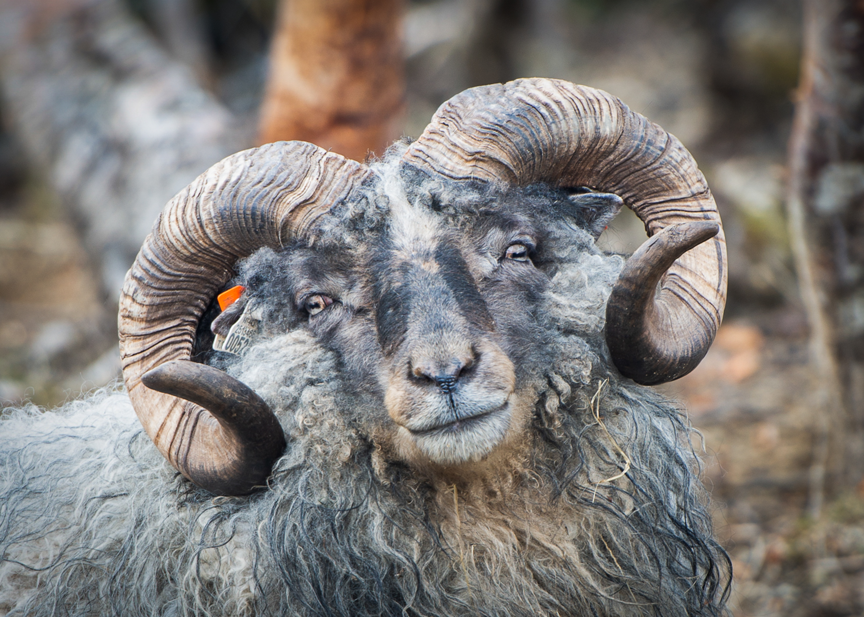 Old Norwegian spælsau, among the most original of the national sheep breeds in Norway (Photo: Åse Tronstad)
