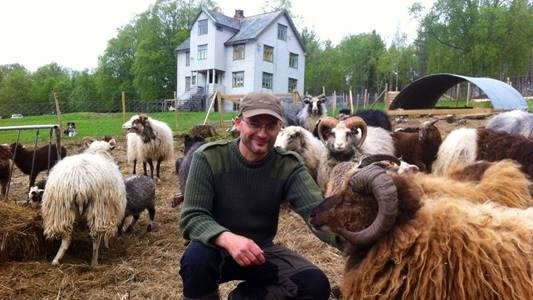 Agnar Lycke and his sheeps (Photo: Gunnar Sandvik, NRK Møre og Romsdal)