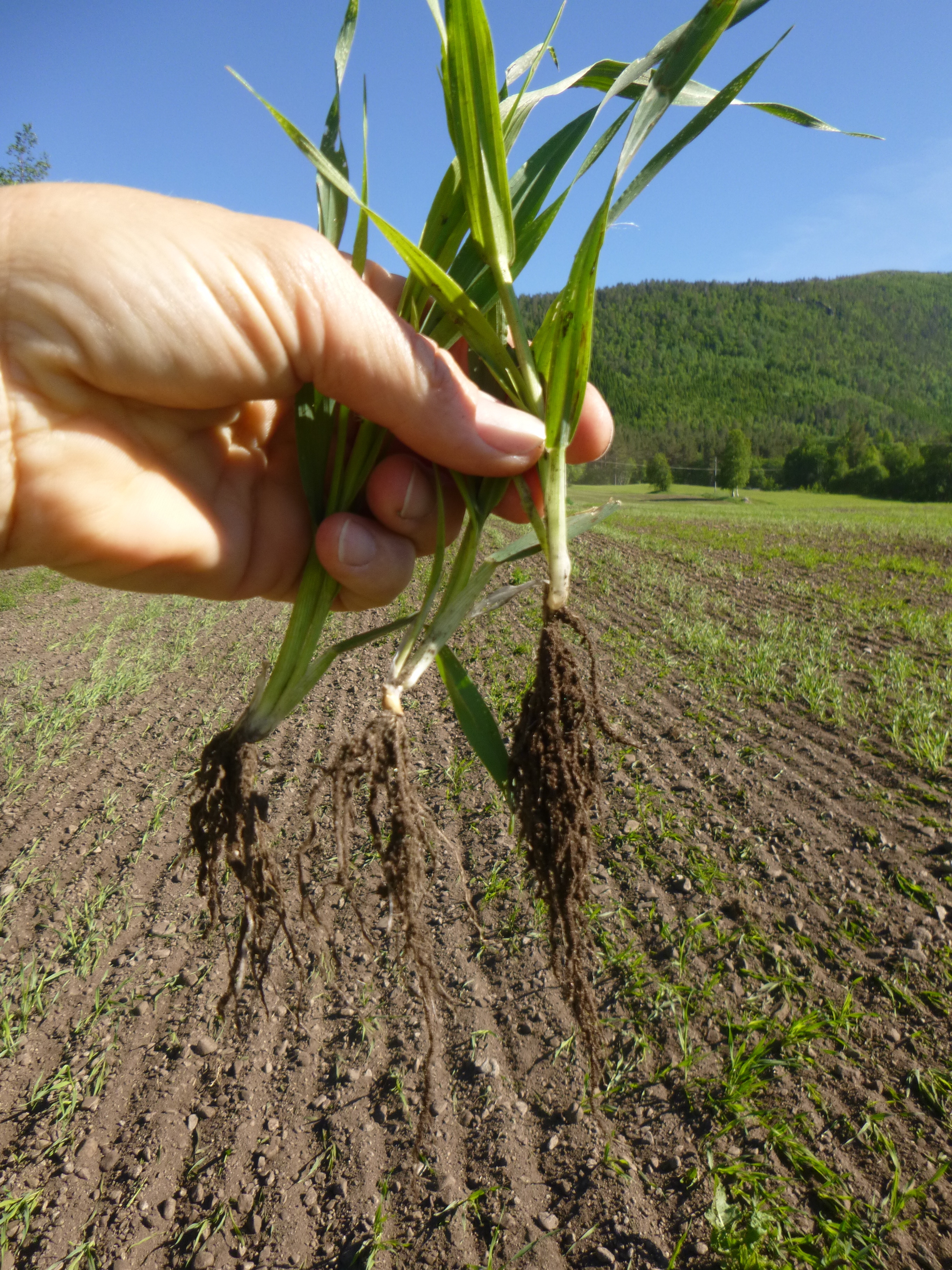 Ugrasharving i dekkvekst av bygg, samtidig som det sås grasfrøblanding som skal bli ny flereårig økologisk graskløvereng. Byggplantene tåler den litt røffe behandlingen, mens ugraset hemmes. (Foto: Reidun Pommeresche)