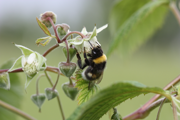 Jordhumle som pollinerer en bringebærblomst (Foto: Atle Wibe)
