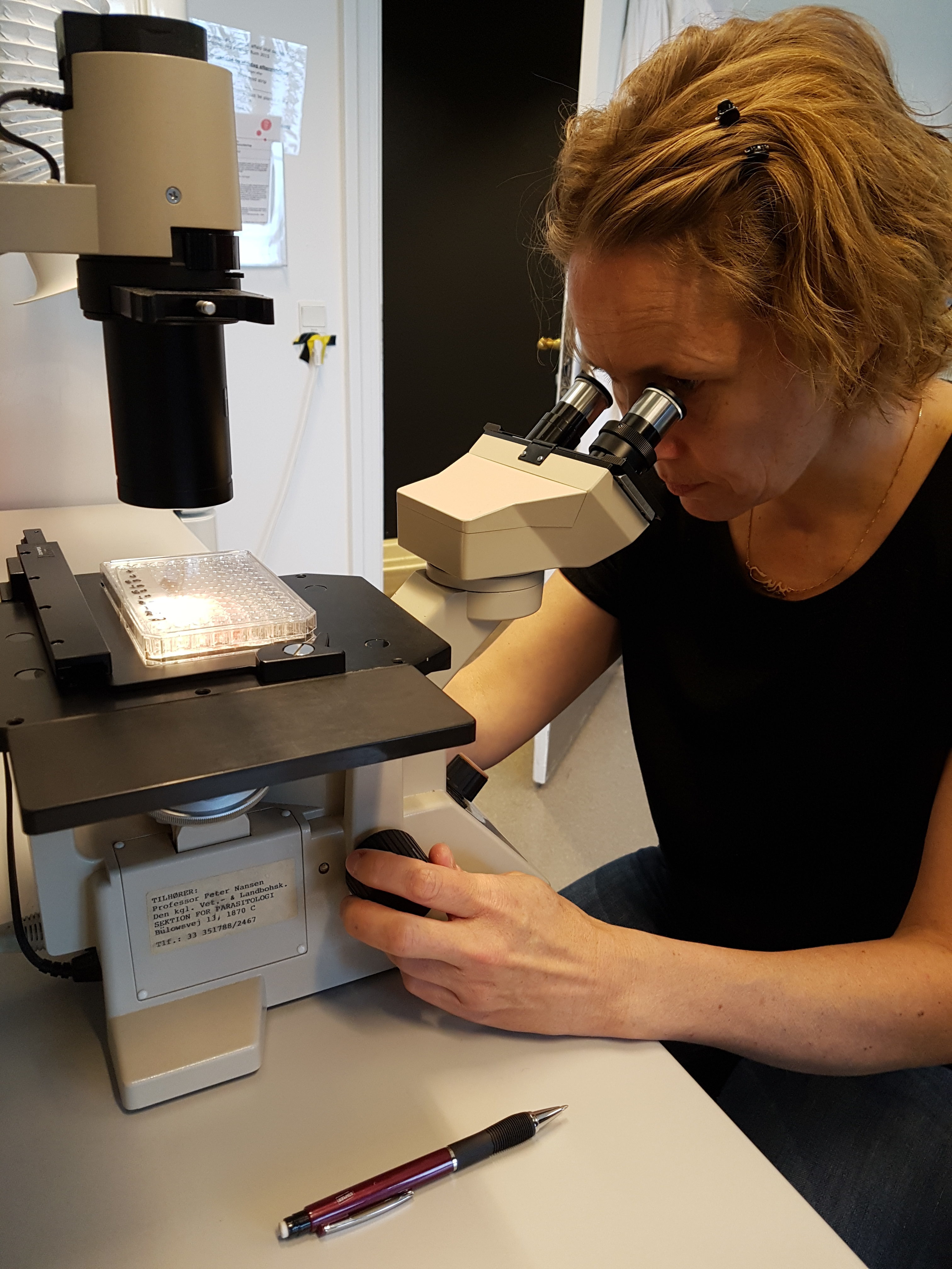 Forsker  ved NORSØK Berit Marie Blomstrand skal teste om stoffer i bark fra norsk furu og gran kan brukes som middel mot parasitter i dyr. (Foto: Angela H. Valente)