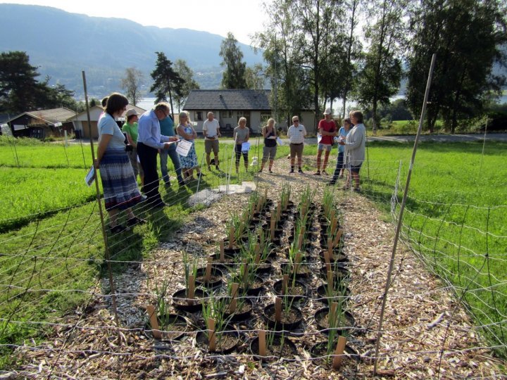 Purreplanter i potter med jord gjødslet med kalksalpeter, tørket fiskegrakse, tørket hønsegjødsel og fersk algefiber, Tingvoll 28.8.2019. (Foto: Ishita Ahuja)