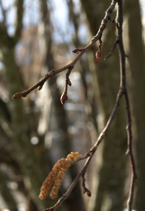 Blomstrende Hunn Og Hannblomster Hos Hassel Hazel female and male flower in bloom. (Photo: Susanne Friis Pedersen)