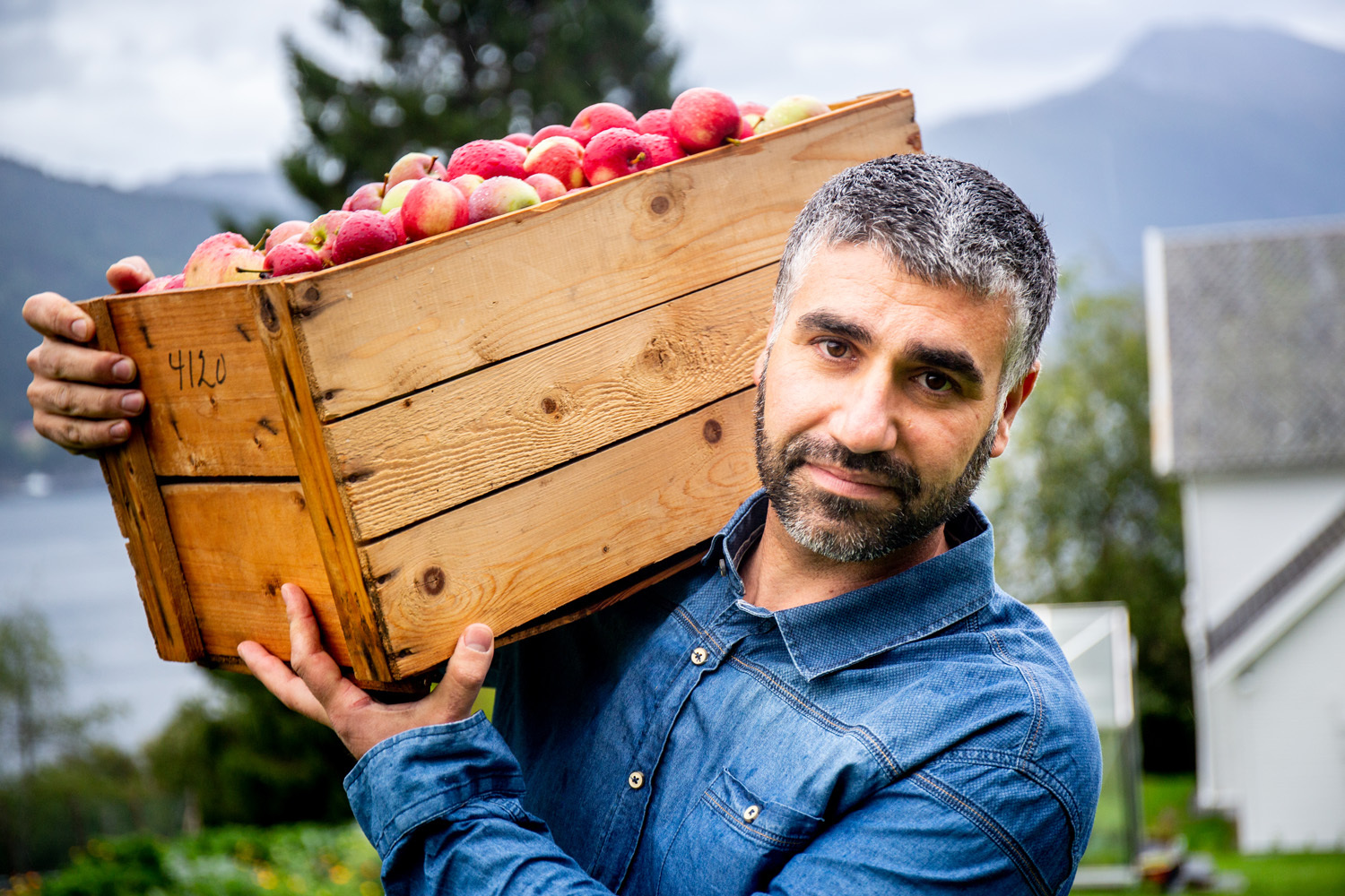 Møre og Romsdal har flere talentfulle siderprodusenter, der dedikerte bønder forvandler lokale, saftige epler til førsteklasses sider. (Foto: Skarbø gård)
