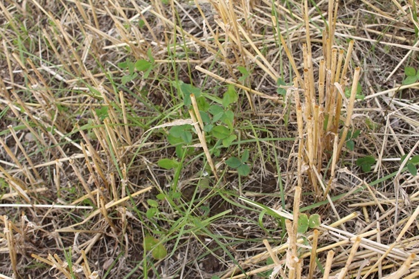Cover Crop Cover Crop (Photo: Randi Frøseth)