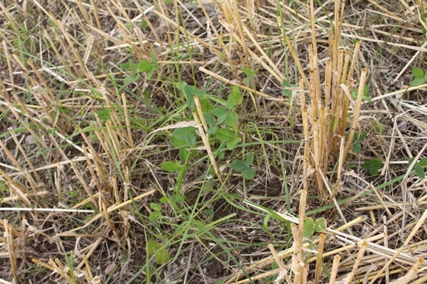 Cover Crop (Photo: Randi Frøseth)