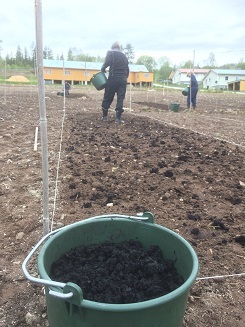Algefiber klargjort til spredning i forsøksfelt på Tingvoll gard, mai 2019. (Foto: Anne-Kristin Løes)