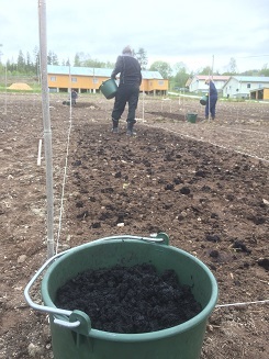 Fimo Algefiber Mai 2019 Akl Algefiber klargjort til spredning i forsøksfelt på Tingvoll gard, mai 2019. (Foto: Anne-Kristin Løes)