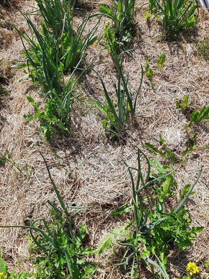 Perennial weeds should be removed before placement of the mulch, otherwise weeds such as perennial sow thistle (Sonchus arvensis) and dandelion (Taraxum officinale) may penetrate the mulch layer, as shown here in a field trial at Stange. (Photo: Kari Bysveen, NLR)