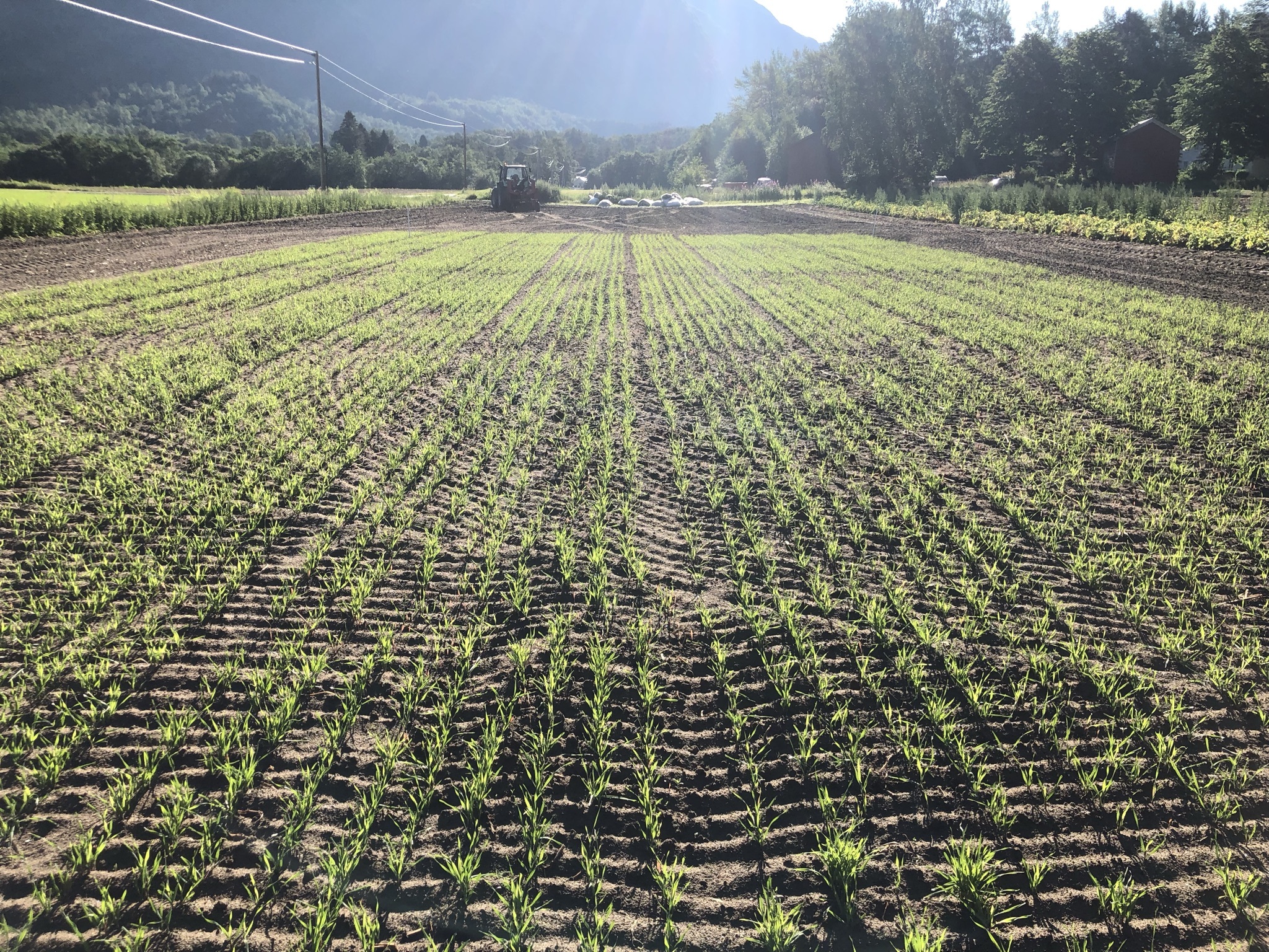 Winter rye as a cover crop after harvest of the early potato (Photo: Tatiana Rittl)