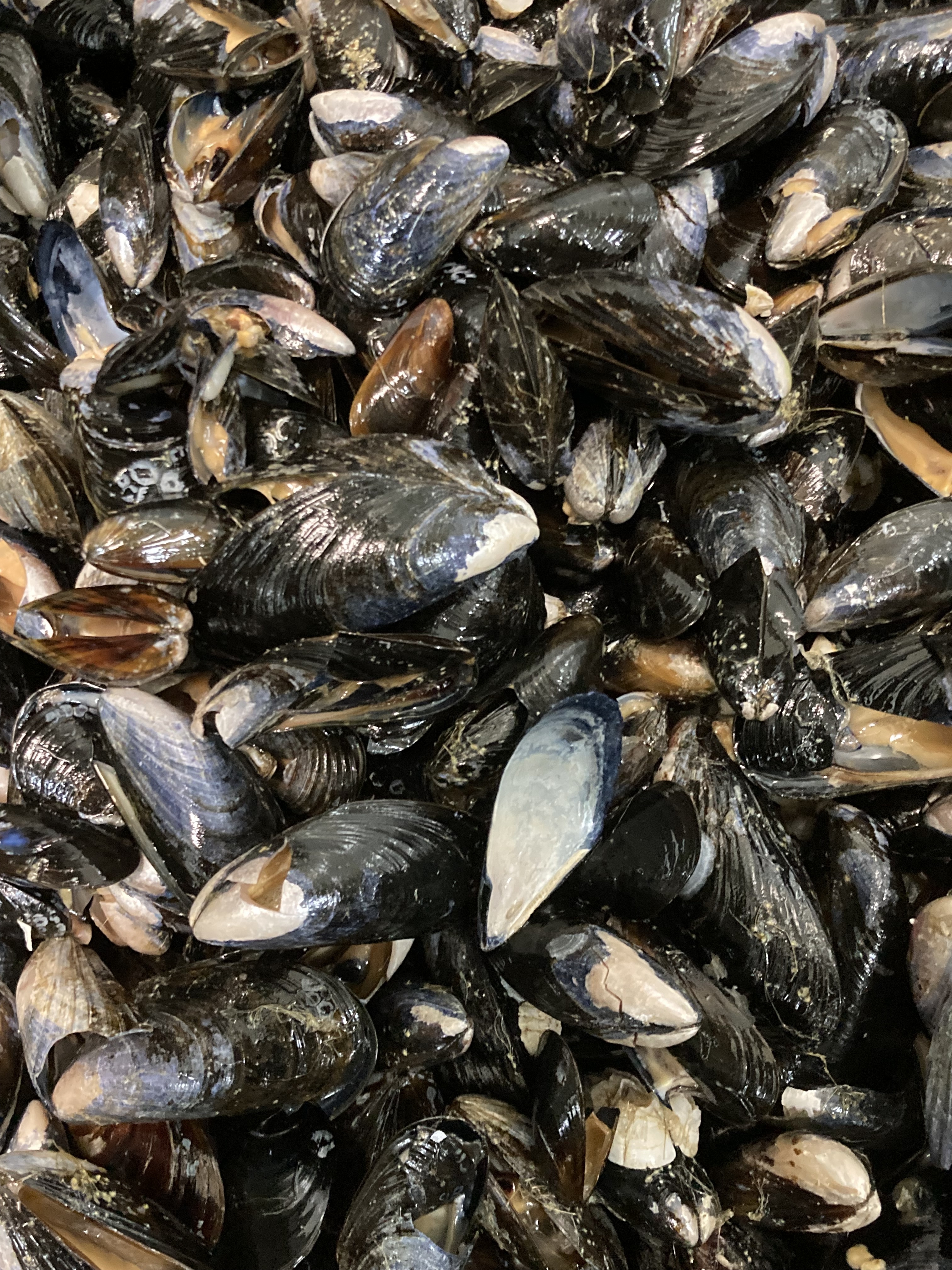 Before mussels are ready for the dining table, they are first sorted from shells that are too big, too small, empty, or crushed. These residues go into the compost, together with materials such as seaweed, sea cucumbers. (Photo: Anne-Kristin Løes)