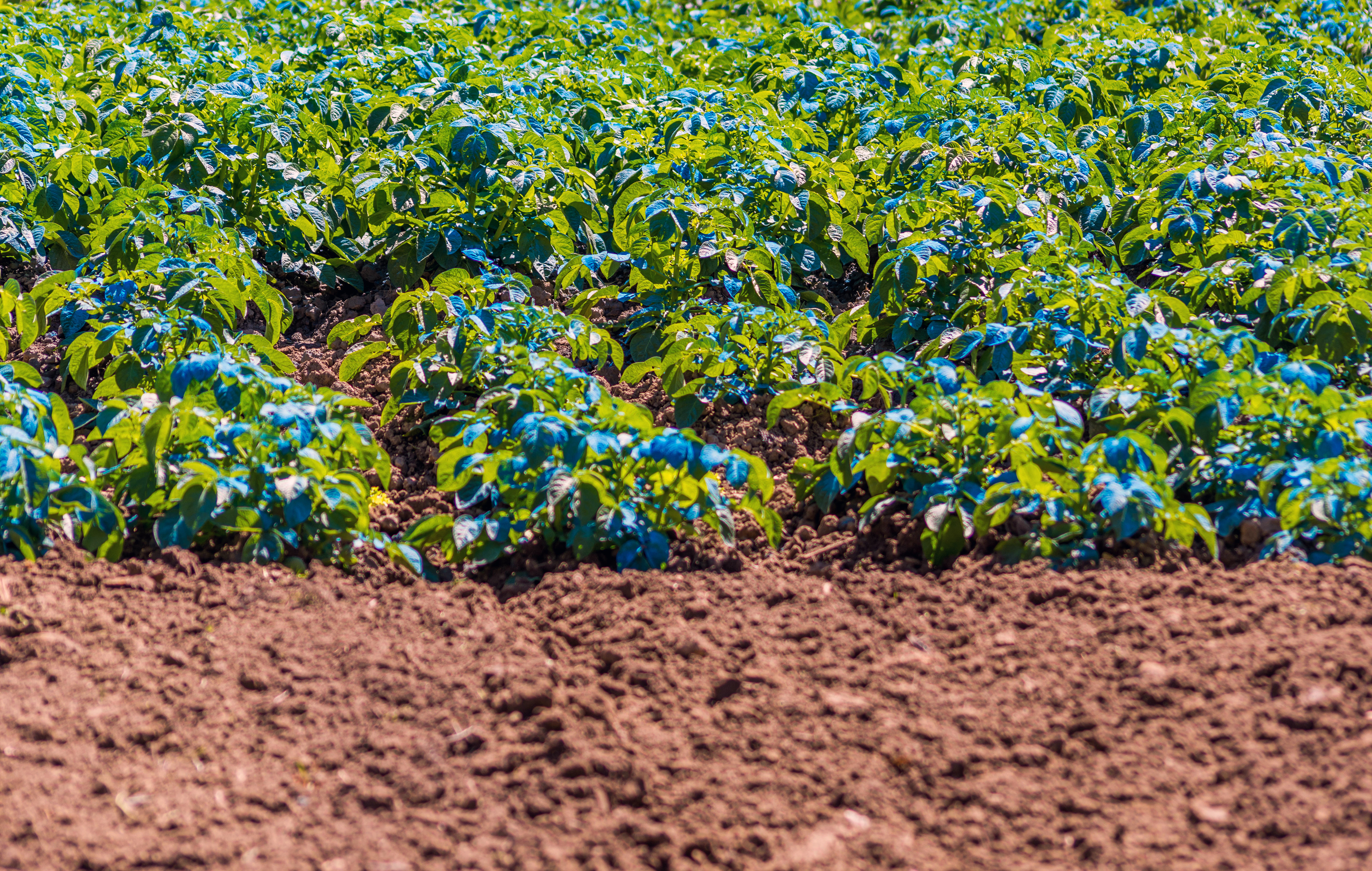 Potatoes sprayed with Copper Sulfate. Copper sulfate can be used as a fertilizer or fungicide. It is commonly used by gardeners and commercial farmers (Photo: Dimitris Vlassis / Alamy Stock Photo)