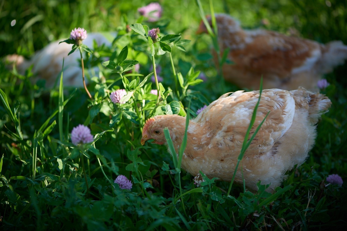 Kylling som spiser kløver på uteområde. (Foto: Steffen Adler)
