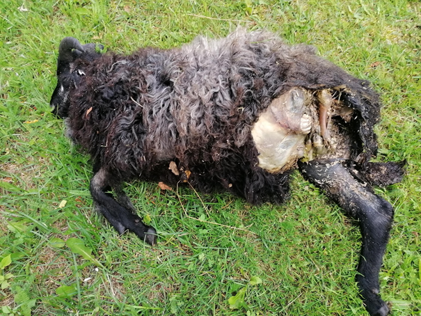 Deceased lamb on summer pasture. (Photo: Kristin Sørheim)