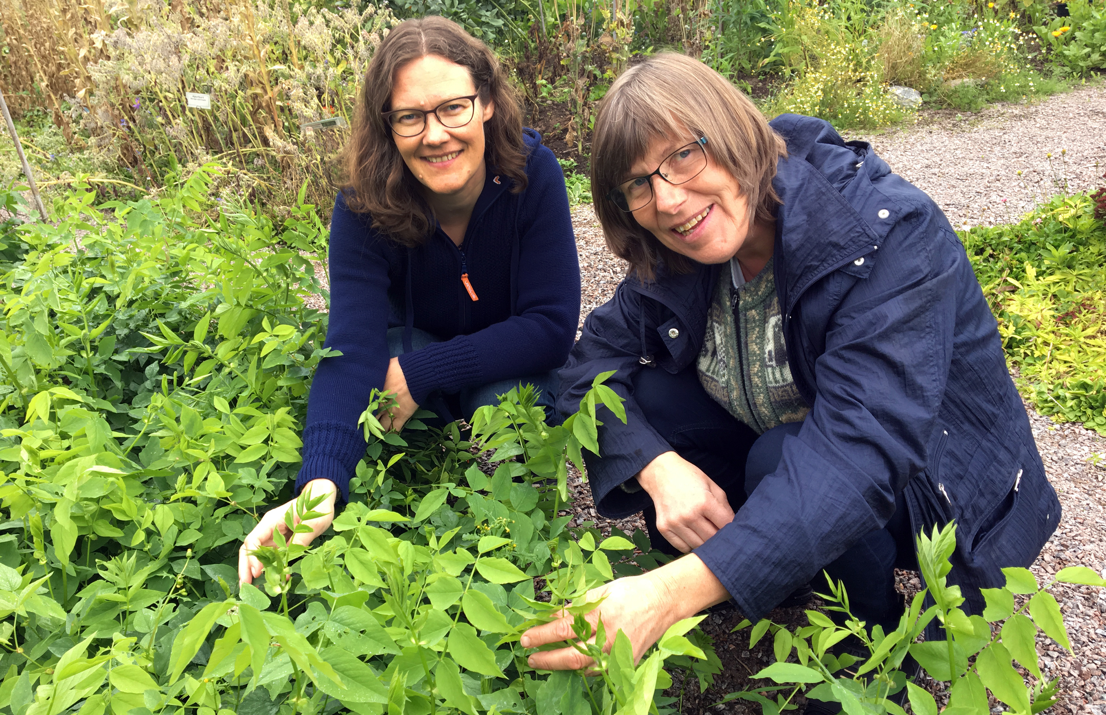 Forskerene Randi Berland Frøseth og Sissel Hansen har sett på hvordan en kan bedre jordfruktbarheten i økologisk jordbruk og samtidig redusere tap av nitrogen til miljøet. (Foto: Anita Land)