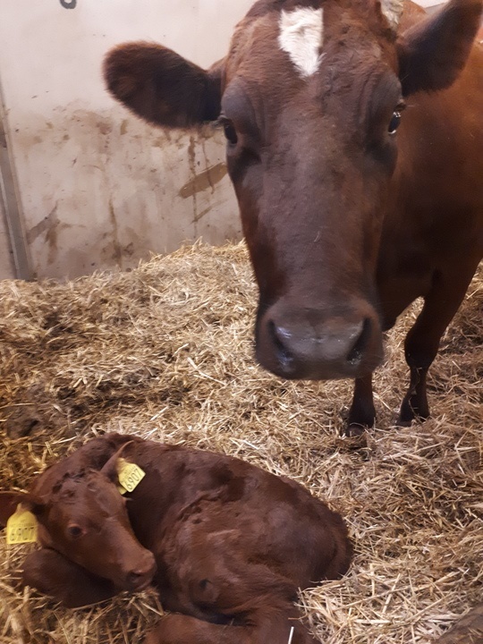 Ku og kalv som deltar i forsøket hos Senter for husdyrforsøk. Her i kalvebingen før de blir introdusert til SmartCalfCare. (Foto: Julie Johnsen)