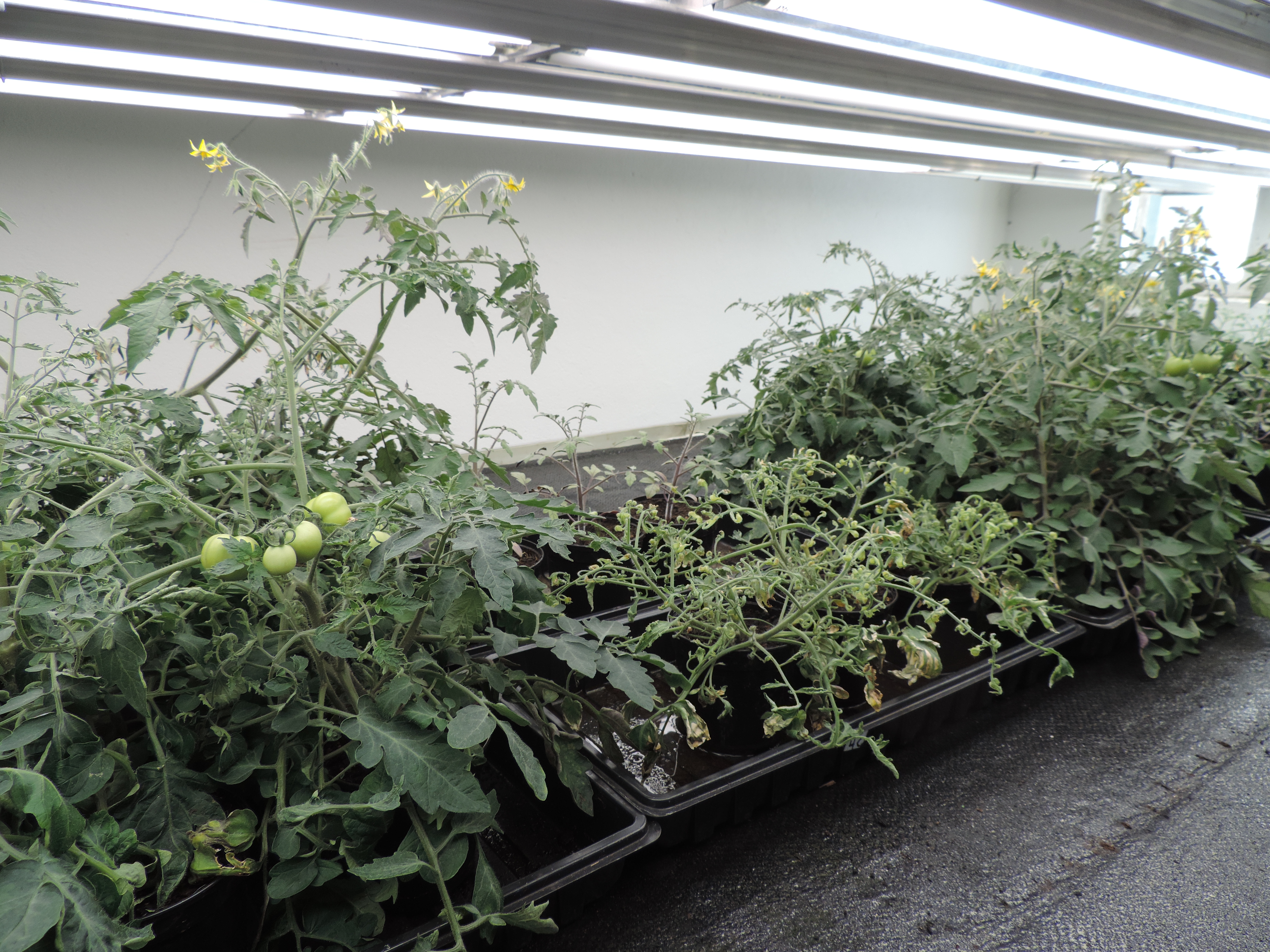 Tomatplantene i det midterste brettet er sterkt skadet etter tilførsel av klopyralidholdig gjødsel. (Foto: Kirsty McKinnon)