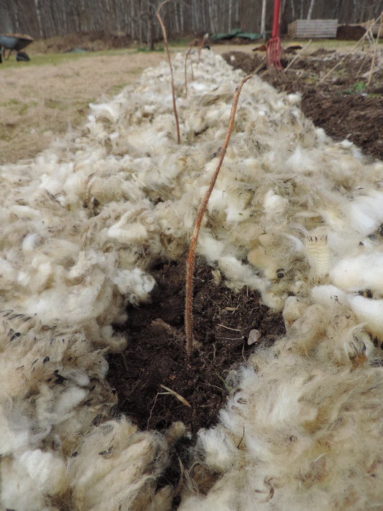 Ulldekke rundt bringebærplantene hindrer at annet ugras kommer opp. Nå skal forskerne teste ulldekke rundt jordbærplantene, som et alternativ til plastdekke. Foto: Kristy McKinnon