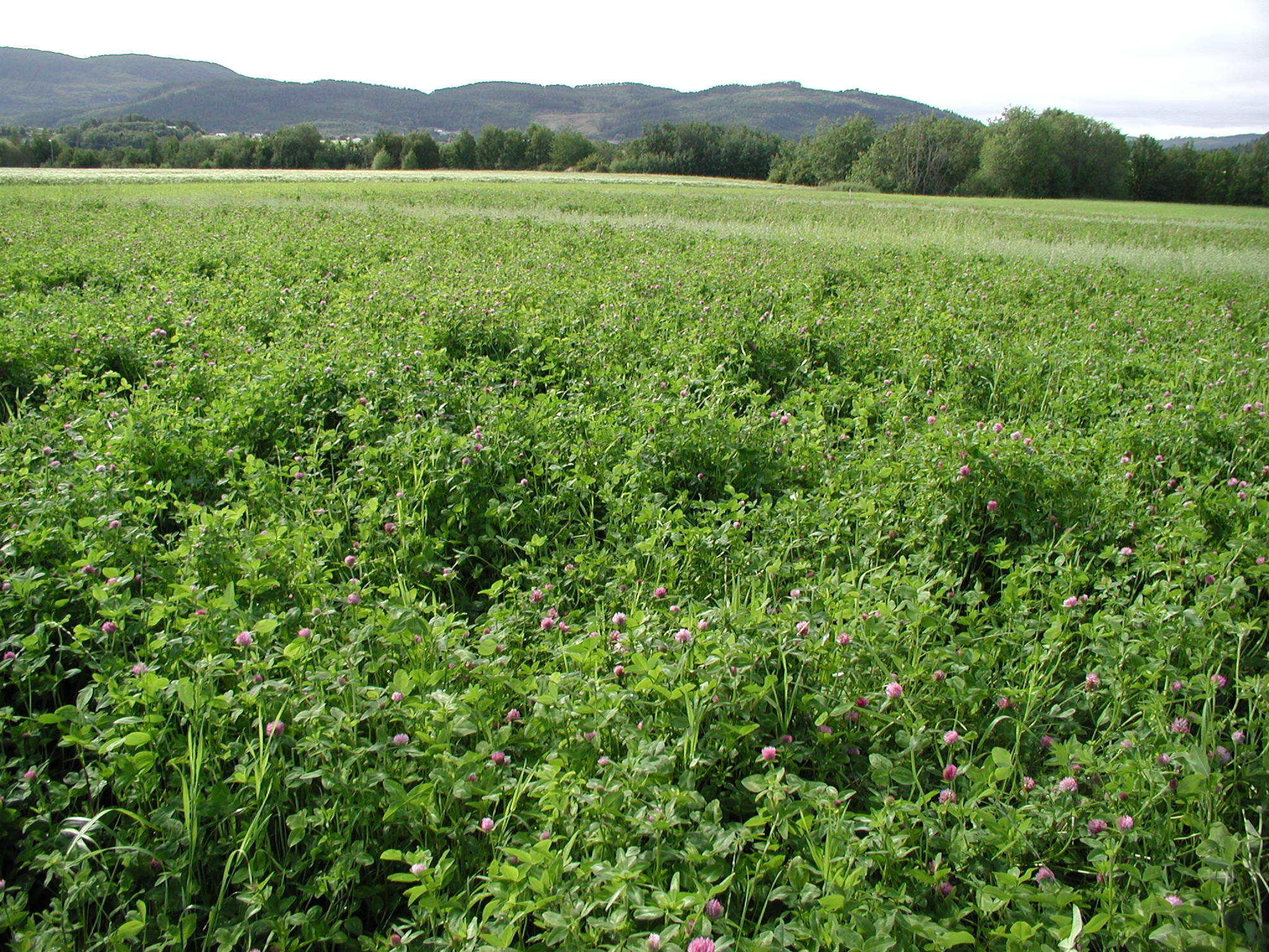 Clover often dominate in young grass-clover ley and then disappear after a couple of years (Photo: Sissel Hansen)