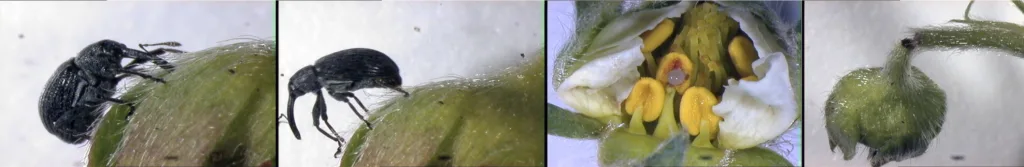 Jordbærsnutebille Bildeserien viser hvordan jordbærsnutebillen borrer hull i blomsten og legger egg for så å kutte stilken. (Foto: Atle Wibe)