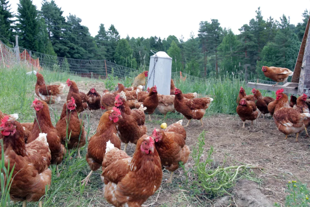 Kyllingar og høns si naturlege åtferd er å sparke i jorda og nappe insekt. (Foto: Anita Land)
