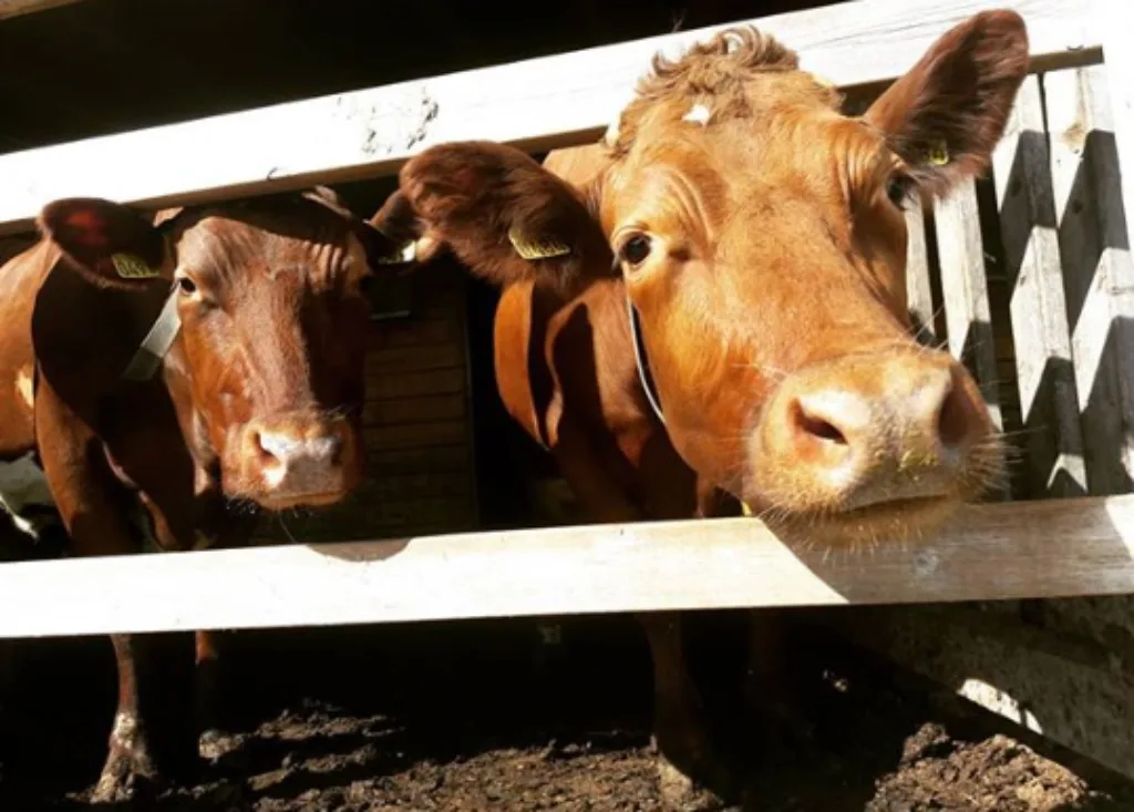 Økologisk Ku Økologisk Ku