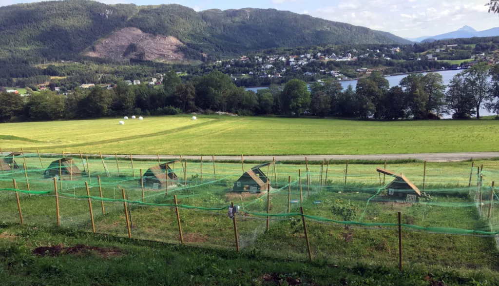 Kyllingbur Ute Foto Steffen Adler Noen av husene og uteområdene i forsøket på Tingvoll gard. (Foto: Steffen Adler)