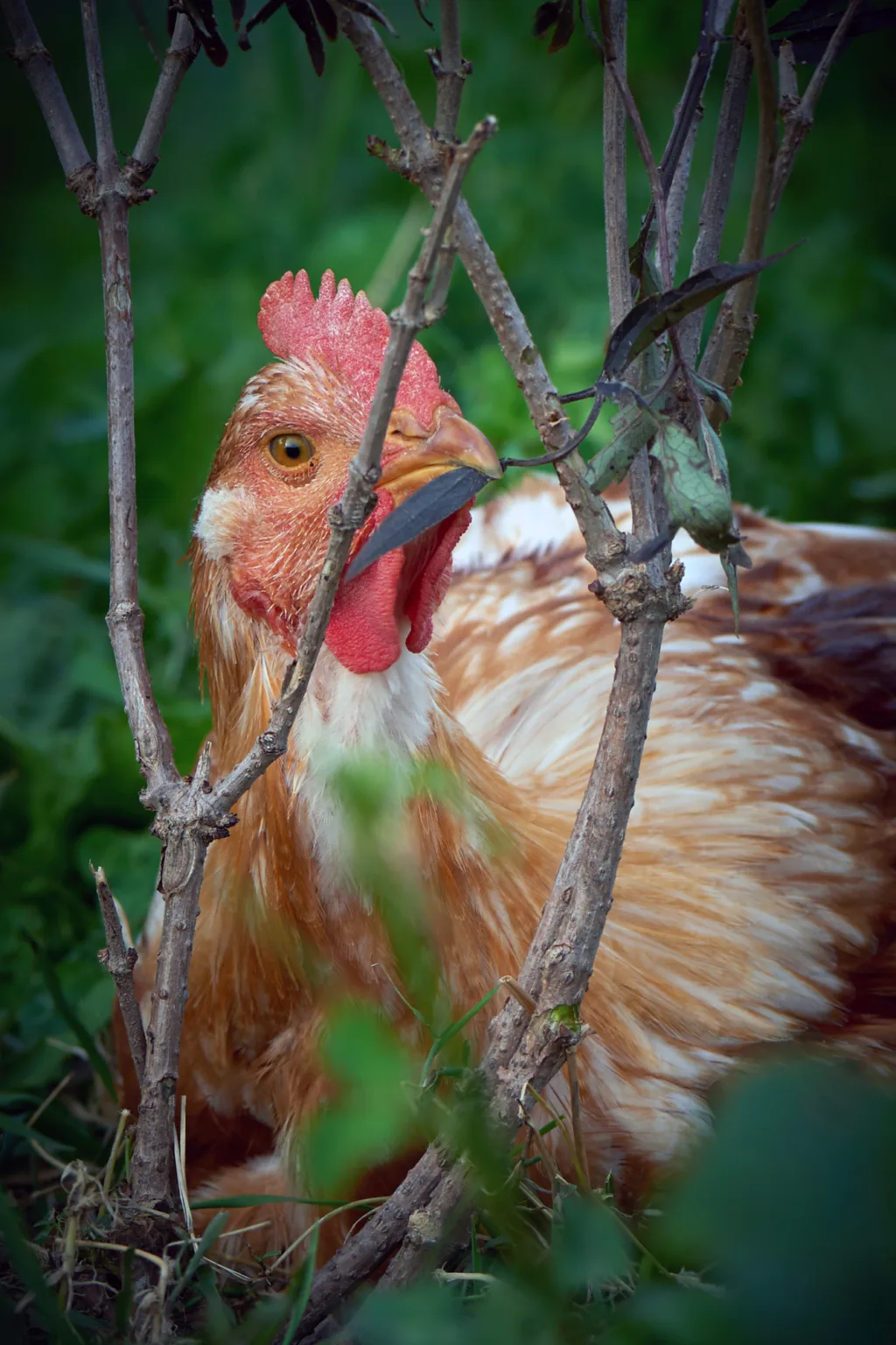 Nærbilde Kylling Ut Foto Steffen Adler Slaktekyllingene kunne smake på og spise av ulike arter gras, kløver, urter og busker i forsøket på Tingvoll gard. (Foto: Steffen Adler)