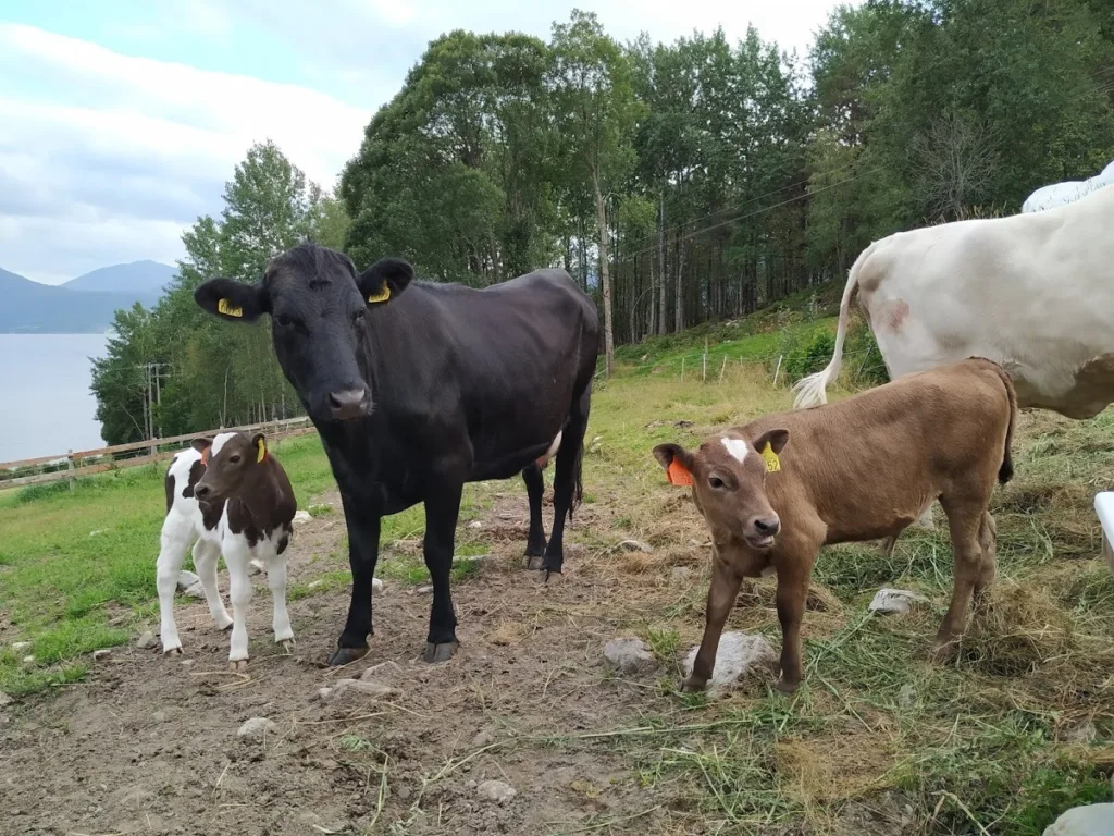 Better health for cow and calf (Photo: Juni Rosann E. Johanssen)