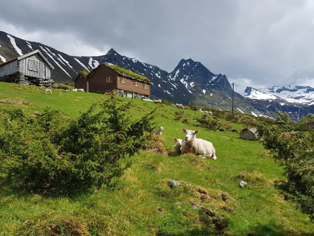 Sau pa beite (Foto: Rose Bergslid)