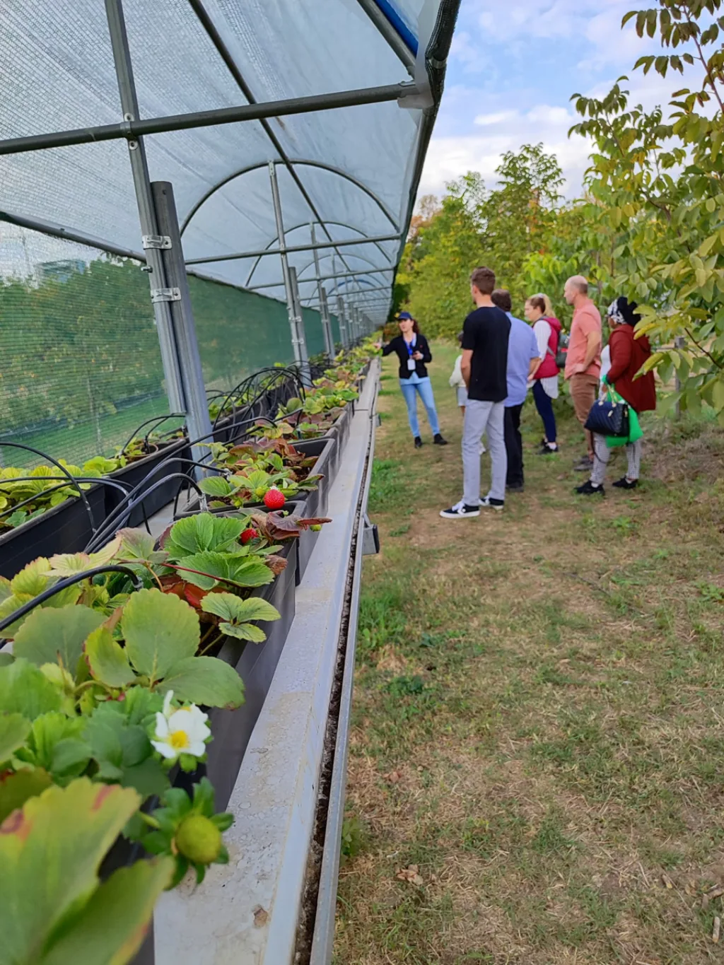 Jordbaer romania marigreen Den norske komposten blir blant annet testet i jordbærdyrking i Romania. Gjennom EUs Green Deal er det vedtatt at det økologiske jordbruksarealet skal økes med 25% innen 2030. Det kan utløse stor etterspørsel etter denne typen gjødsel. Konvensjonelle bønder er også i økende grad interessert i å bruke mer organisk gjødsel. (Foto: Joshua Cabell)