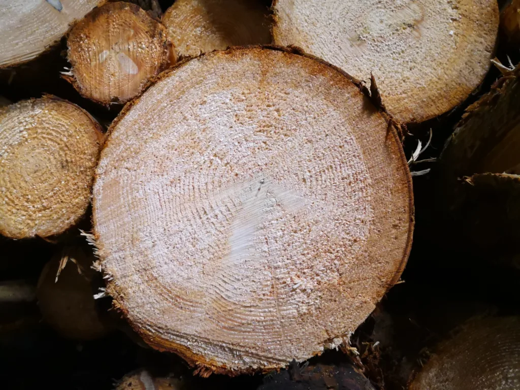 Alternative midler til bruk mot parasitter: bark fra furu og gran kan være et effektivt middel mot parasitter hos husdyr. (Photo: Berit Blomstrand)