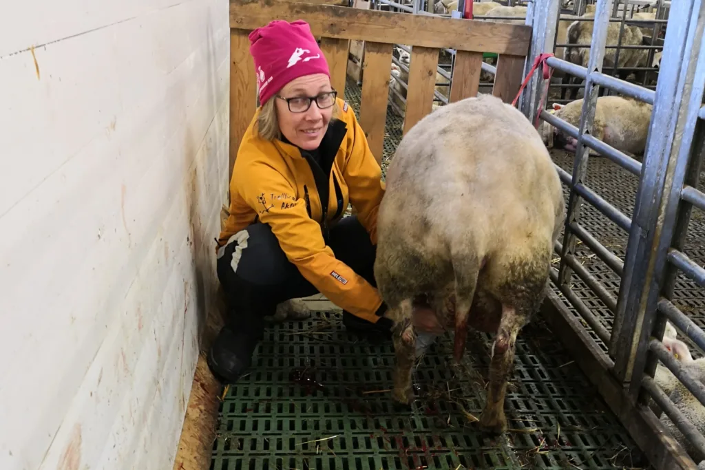 Råmelksprøven tas ut direkte etter lamming for å vurdere kvaliteten på råmelka. (Foto: Berit Blomstrand)