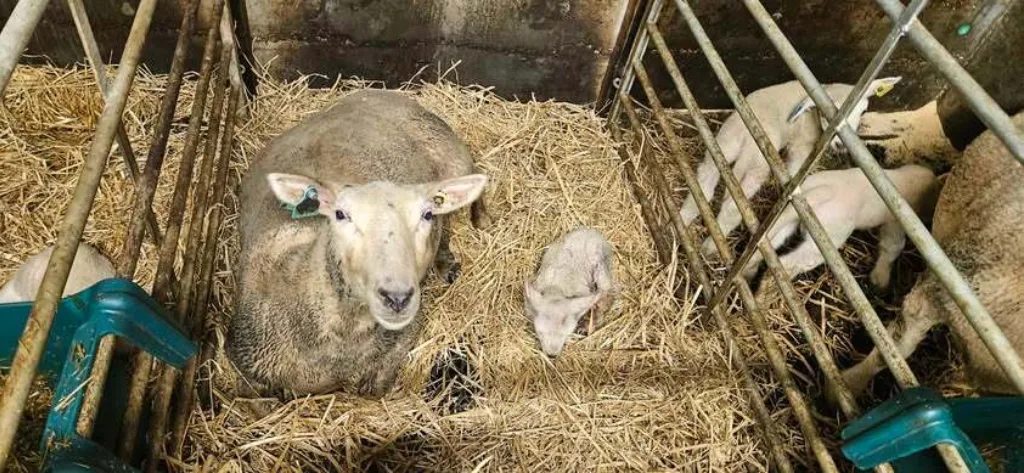 Råmelk er den viktigste beskyttelsen mot sykdom for nyfødte lam. (Foto: Berit Blomstrand)