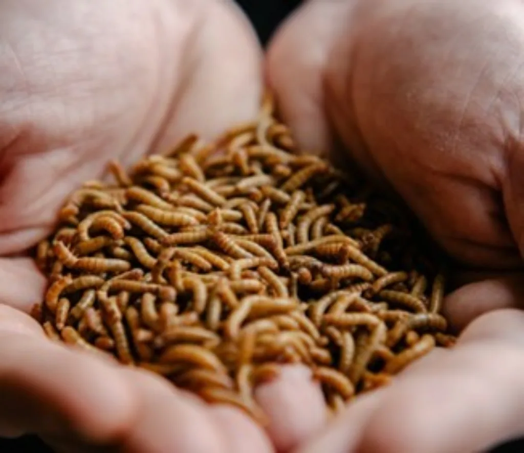 Tørkede melormer er et av produktene som Norinsect produserer. (Foto: Norinsect)