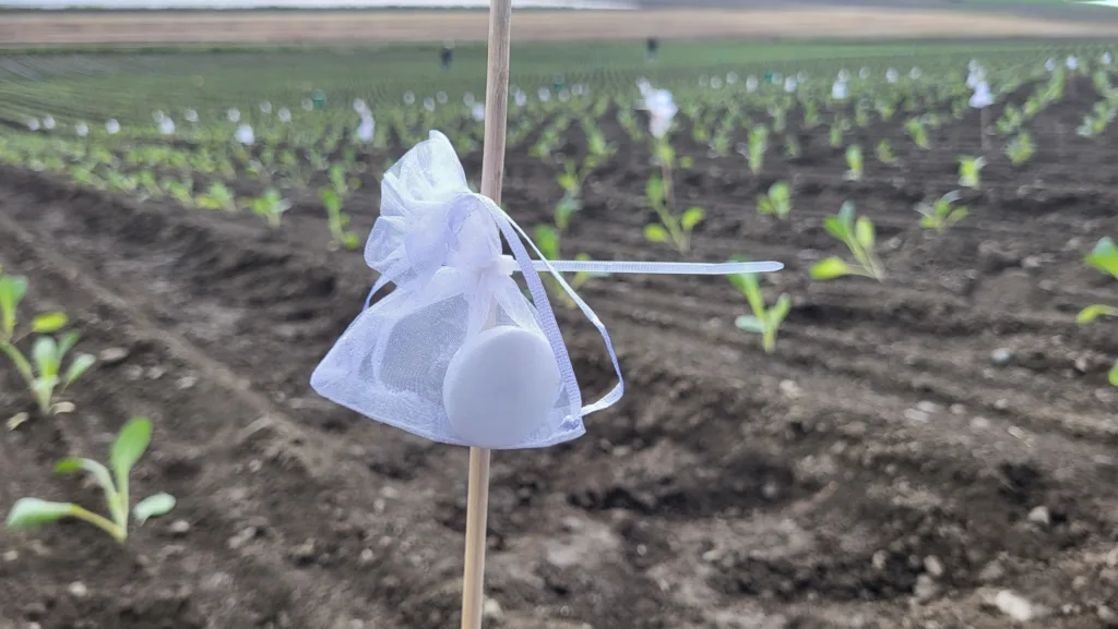 2025 05 21 14 55 50 Dufttabletter med alarmferomoner plasseres ut i åkeren for å jage bort skadeinsektene. (Foto: ATLE WIBE)