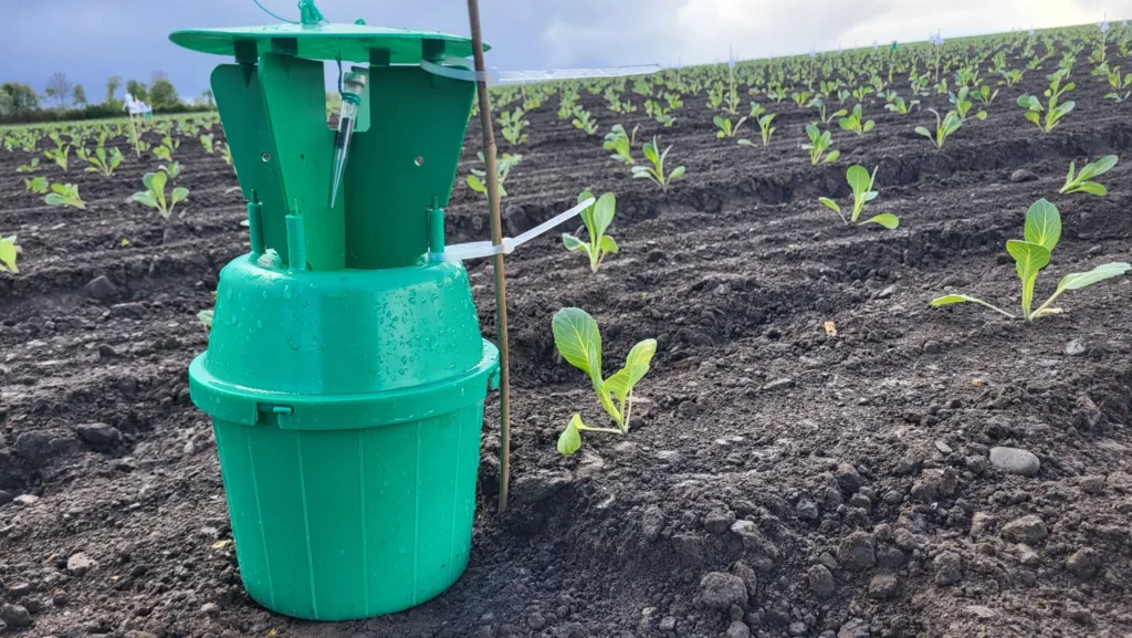 Duft håret engtege Beholdere fanger skadeinsekter som de lokker til seg med seksualferomoner (Foto: ATLE WIBE)