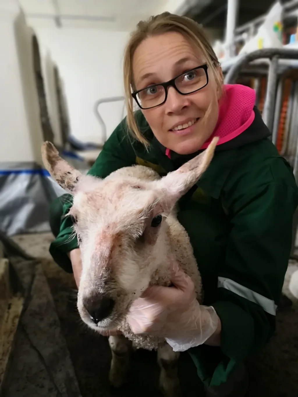 Prosjektet vil videreutvikle bark som et middel mot koksidiose hos lam. (Foto: NORSØK)