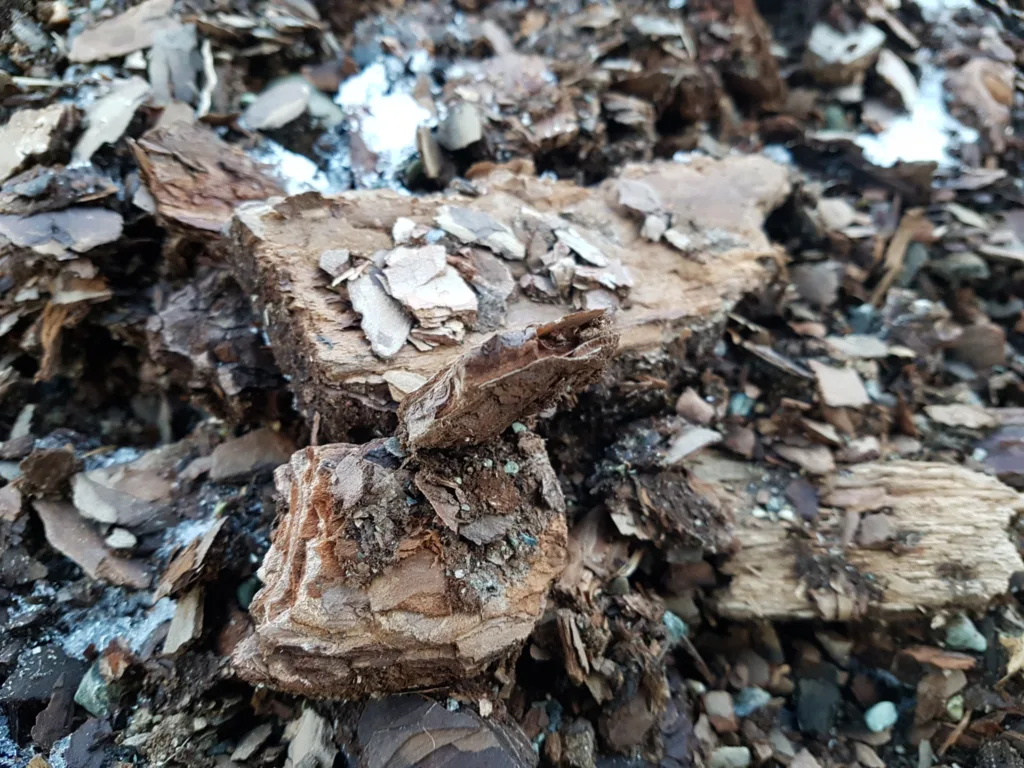 Bark fra furu og gran er et uutnyttet råstoff som kanskje kan hjelpe ved kontroll av parasitter hos dyr. (Foto: Berit Blomstrand)