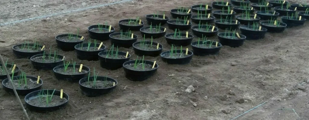 Forsøkene med marine gjødselstoffer startet i potter på Tingvoll. Her er det næringskrevende purreplanter som vokser på en miks av algefiber og fiskebein. (Foto: NORSØK)