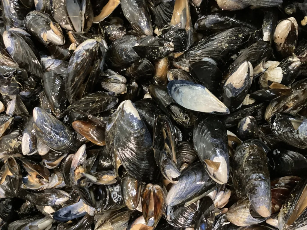 Blaaskjell På vei til spiseklare blåskjell fjernes skjell som er for store, for små, tomme, eller knust. Annet materiale som tang, sjøpølser og liknende følger også med inn i komposten (Foto: Anne-Kristin Løes, NORSØK)