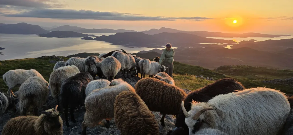 Resized 20250727 220821 NORSØK sin nye leiar har eit nært forhold til landbruket. Her med sauene sine på beite heime på Nordmøre. (Foto: Privat)