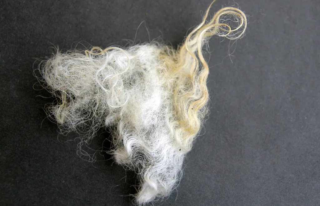 Kan kortison i ulla si noe om stressnivået til sauen. (Foto: Anita Land)