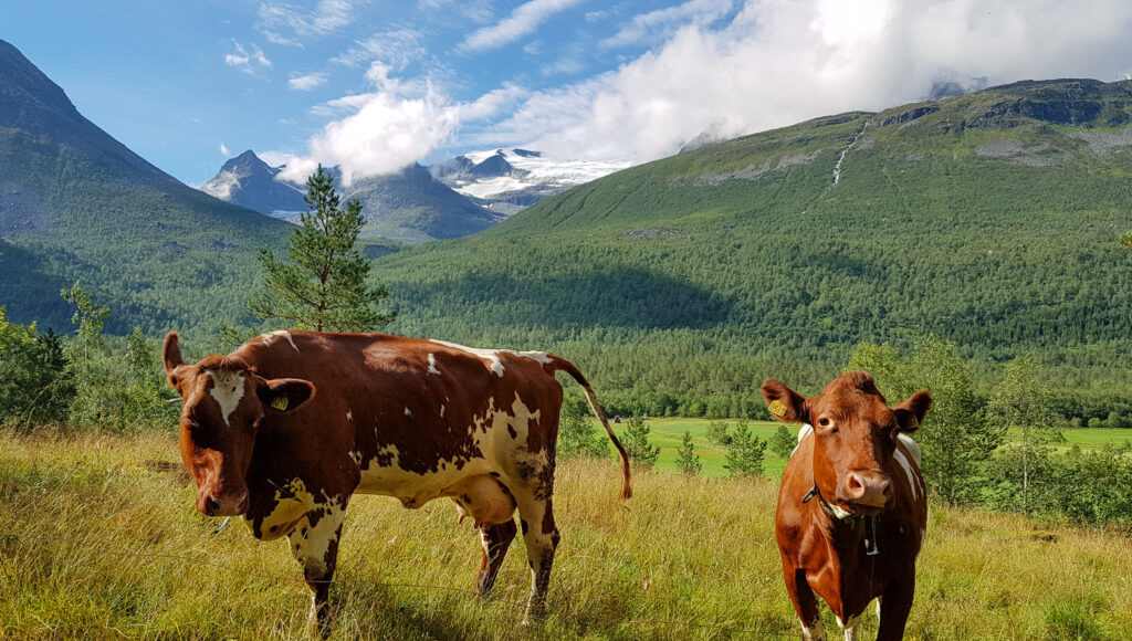 Ku paa utmarksbeite fra Rose 2 DEN VIKTIGE UTMARKA: Halvparten av utmarksressursane er ute av drift i Noreg. Å ta desse i bruk er nødvendig for økt berekraft og beredskap. Mange rødlista arter er også nært knytta til at desse beiteområda vert vedlikeholdt av husdyr. (Foto: Rose Bergslid)