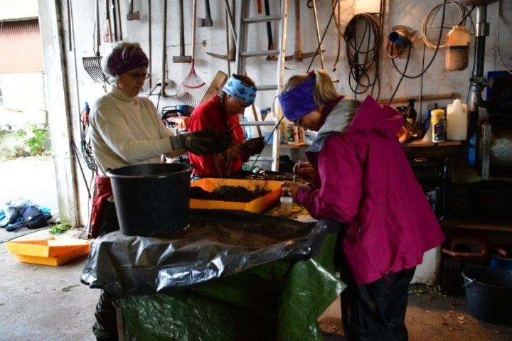 2019 09 12 Teljing Jordblokker R Pommeresche Foto Annlaug Fludal 32 Marktelling i jordblokker (Foto: Ane Harestad)