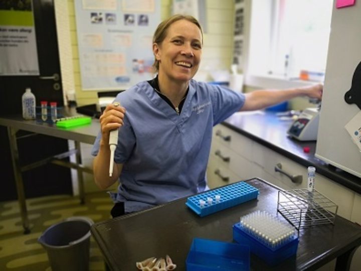 Berit Blomstrand Ph D Kandidat Og Veterinær På Laboratoriet Berit Blomstrand Ph D Kandidat Og Veterinær På Laboratoriet